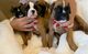 Cachorros Boxer Kc Reg - Foto 1