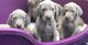 Cachorros de braco de weimar o weimaraner - Foto 1