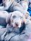 Cachorros de braco de weimar o weimaraner - Foto 2