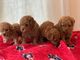 Cachorros de caniche toy rojos - Foto 2
