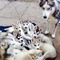 Cachorros de husky siberiano en adopción