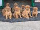 Cachorros de raza dogo de burdeos - Foto 1