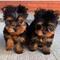 Cachorros de yorkshire terrier mini toy +34 634 02 25 05