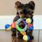 Cachorros de Yorkshire Terrier Mini Toy +34 634 02 25 05 - Foto 2