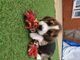 Cachorros kc reg beagle a la venta