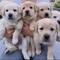 Cachorros Labrador para la vanta +34 634 02 25 05 - Foto 1