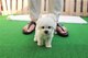 Cachorros mini bichon frise