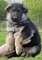 Cachorros pastor aleman sanos para adopción....gt - Foto 1