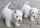 Cachorros westie saludables disponibles para regalo,,,hb