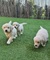 Camada de golden retriever