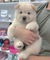 Chow chow cachorro gcav - Foto 1