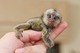 Crías de monos capuchinos y titíes - Foto 1
