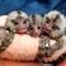 Crías de monos capuchinos y titíes disponibles - Foto 2