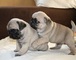 Encantadores cachorros pug carlino para regalo.......uytr - Foto 1