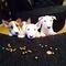 Estupendos cachorritos de bull terrier - Foto 1