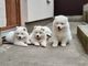 Estupendos Cachorros de raza samoyedo - Foto 1