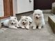 Estupendos cachorros de raza samoyedo