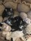 Excelente regalo adorable gatito persa para adopción - Foto 1