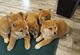 Excelentes cachorris de raza shiba inu - Foto 2