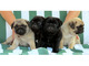 Excelentes en venta cachorros pug enanos