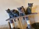 Excelentes gatitos de raza british shorthair
