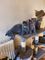 Excelentes gatitos de raza british shorthair - Foto 2