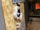 Hermosos cachorros de Basset Hound - Foto 2