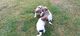Hermosos cachorros de Jack Russell a la venta - Foto 1