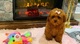 Hermosos cachorros de maltipoo a la venta