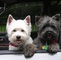 Hermosos cachorros westie para adopción....iuy