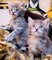 Hermosos gatitos scottish folds