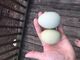Huevos grises africanos del Congo - Foto 1