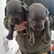 Impresionantes cachorros azules - Foto 1