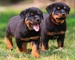 Increíbles cachorros de rottweiler disponibles para regalo...iv