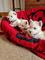 Lindos cachorritos de westy blanco - Foto 2
