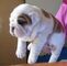 Lindos cachorros de bulldog inglés para regalo.....kjgf - Foto 1