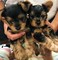 Lindos cachorros de pura raza yorki - Foto 1