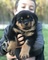 Lindos cachorros de rottweiler para regalo........lk - Foto 1