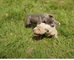 Lindos cachorros pitbull para reubicar - Foto 3