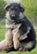 Preciosos cachorros de pastor alemán para adopción....iuyt - Foto 1