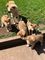 Preciosos cachorros de raza Akita inu - Foto 1