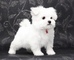 Preciosos cachorros maltés blancos para adopciónyy - Foto 1
