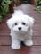 Preciosos cachorros maltés blancos para adopciónyy