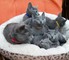 Preciosos gatitos de azul ruso pura raza