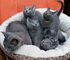 Preciosos gatitos de azul ruso pura raza - Foto 2