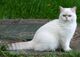 Regalo adorable gatitos británico de pelo corto - Foto 1