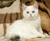 Regalo adorable gatitos persa