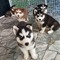 Regalo adorables cachorros husky para adopción