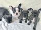 Regalo Cachorro de bulldog francés en adopción - Foto 1