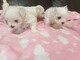 Regalo cachorros de mini toy bichon maltés en adopción gratuita
